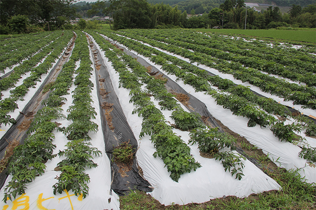 大和当帰葉 | 奈良五條産直組合の農産物